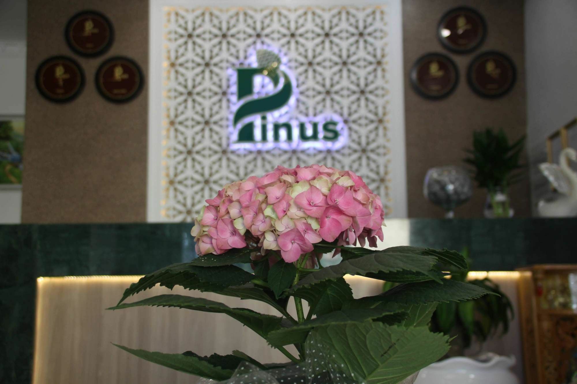 Pinus Hotel Dalat Exteriör bild